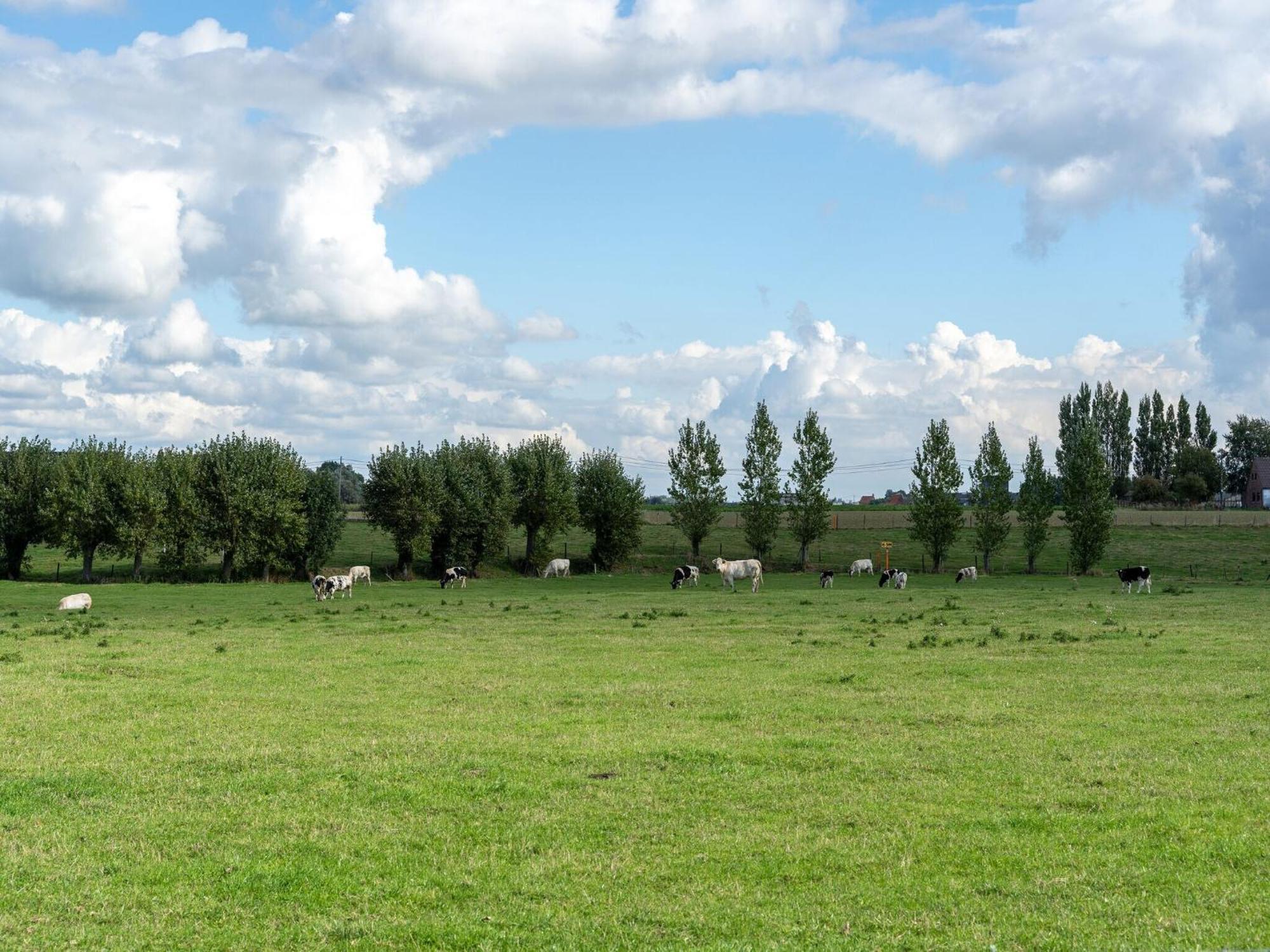 Spacious Holiday Home With Pond In Poperinge Roesbrugge-Haringe Dış mekan fotoğraf